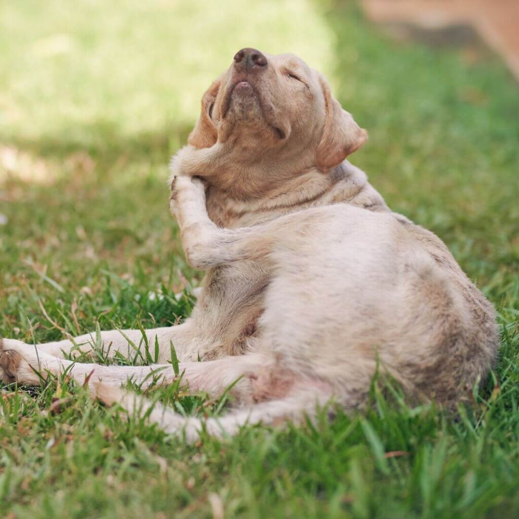 Precious Paws Dog Spa