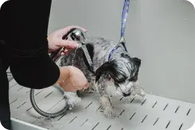 Precious Paws Mobile Grooming