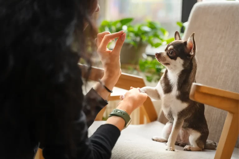 Precious Paws Mobile Grooming